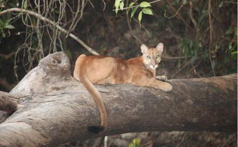 National Geographic'in ilk Türk fotoğrafçısı Dr. Çağan Şekercioğlu oldu 