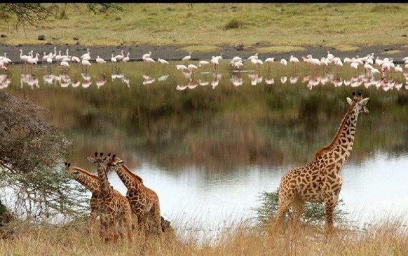 National Geographic'in ilk Türk fotoğrafçısı Dr. Çağan Şekercioğlu oldu 