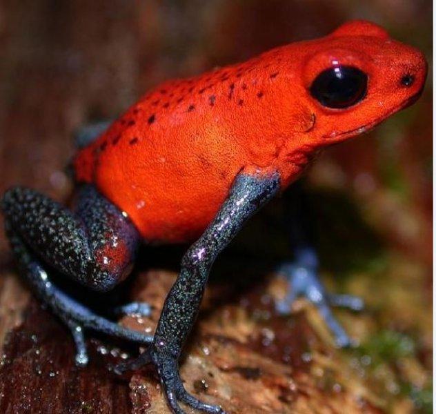 National Geographic'in ilk Türk fotoğrafçısı Dr. Çağan Şekercioğlu oldu 