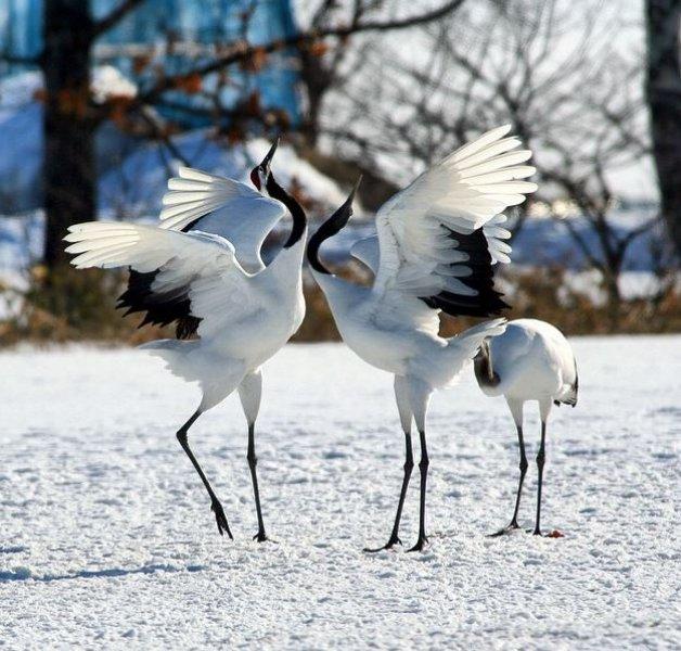 National Geographic'in ilk Türk fotoğrafçısı Dr. Çağan Şekercioğlu oldu 
