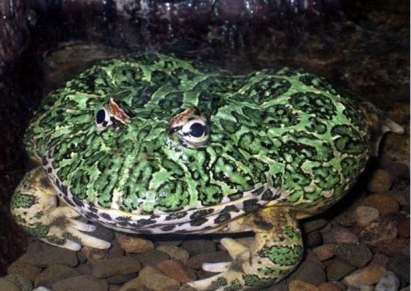 National Geographic'in ilk Türk fotoğrafçısı Dr. Çağan Şekercioğlu oldu 