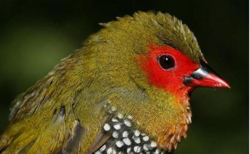 National Geographic'in ilk Türk fotoğrafçısı Dr. Çağan Şekercioğlu oldu 