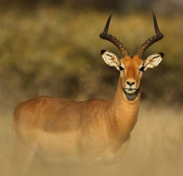 National Geographic'in ilk Türk fotoğrafçısı Dr. Çağan Şekercioğlu oldu 