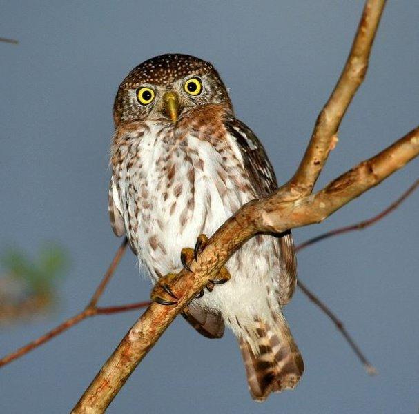 National Geographic'in ilk Türk fotoğrafçısı Dr. Çağan Şekercioğlu oldu 