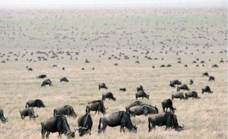National Geographic'in ilk Türk fotoğrafçısı Dr. Çağan Şekercioğlu oldu 