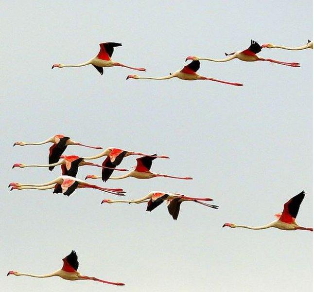 National Geographic'in ilk Türk fotoğrafçısı Dr. Çağan Şekercioğlu oldu 
