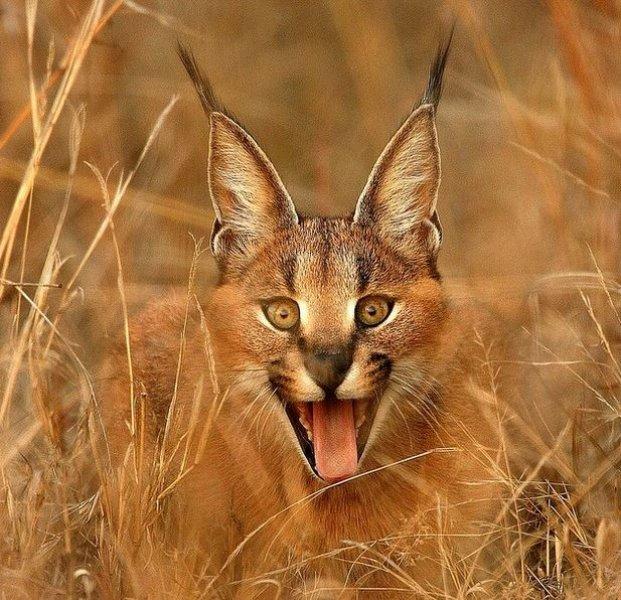 National Geographic'in ilk Türk fotoğrafçısı Dr. Çağan Şekercioğlu oldu 