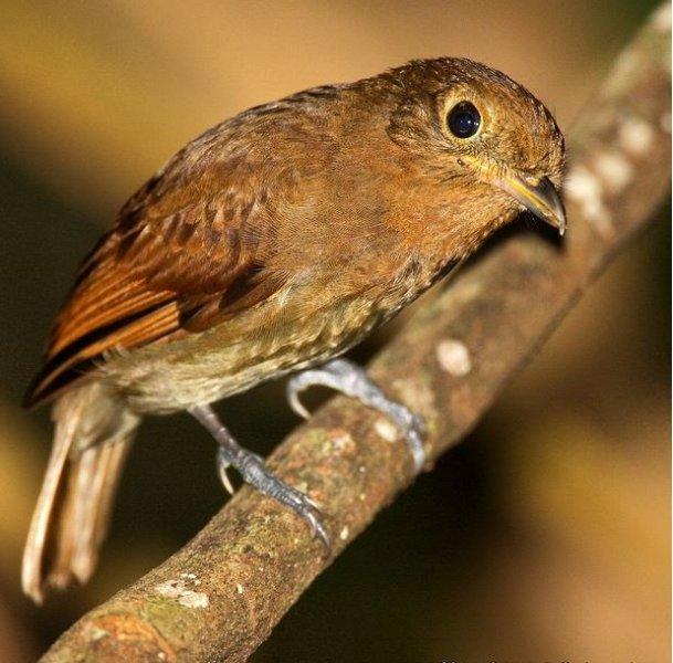 National Geographic'in ilk Türk fotoğrafçısı Dr. Çağan Şekercioğlu oldu 