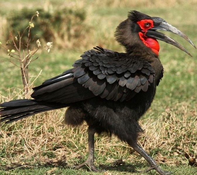 National Geographic'in ilk Türk fotoğrafçısı Dr. Çağan Şekercioğlu oldu 