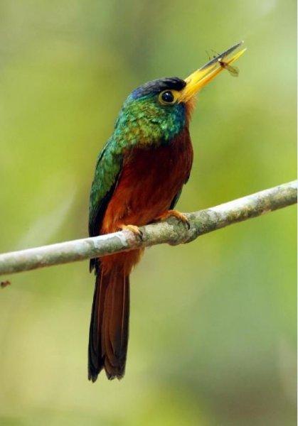 National Geographic'in ilk Türk fotoğrafçısı Dr. Çağan Şekercioğlu oldu 