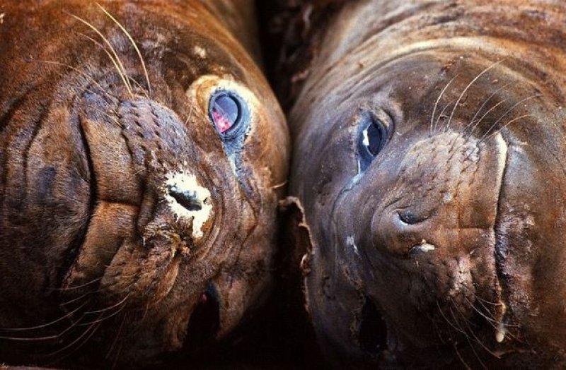 National Geographic'in ilk Türk fotoğrafçısı Dr. Çağan Şekercioğlu oldu 