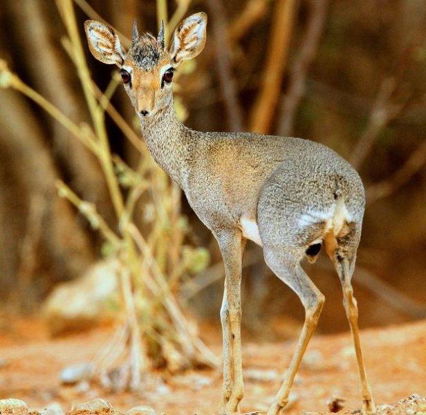 National Geographic'in ilk Türk fotoğrafçısı Dr. Çağan Şekercioğlu oldu 