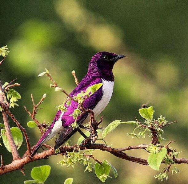 National Geographic'in ilk Türk fotoğrafçısı Dr. Çağan Şekercioğlu oldu 