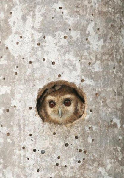 National Geographic'in ilk Türk fotoğrafçısı Dr. Çağan Şekercioğlu oldu 