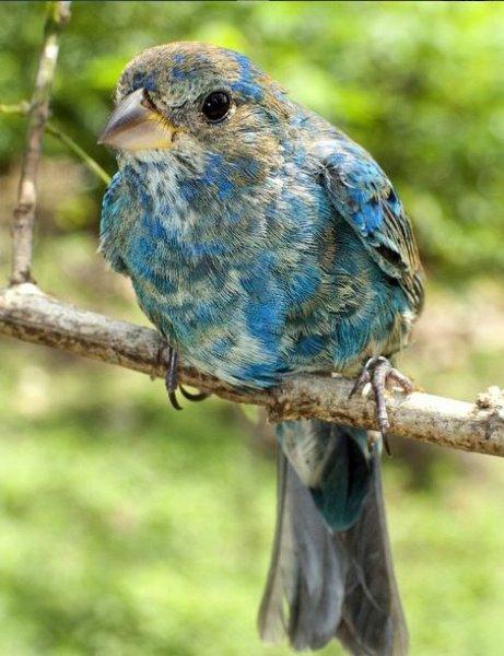 National Geographic'in ilk Türk fotoğrafçısı Dr. Çağan Şekercioğlu oldu 