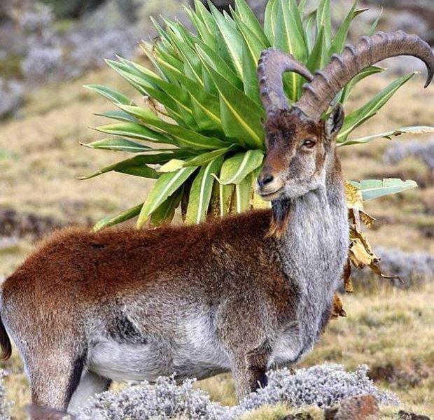 National Geographic'in ilk Türk fotoğrafçısı Dr. Çağan Şekercioğlu oldu 