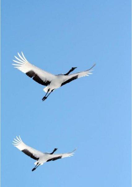 National Geographic'in ilk Türk fotoğrafçısı Dr. Çağan Şekercioğlu oldu 