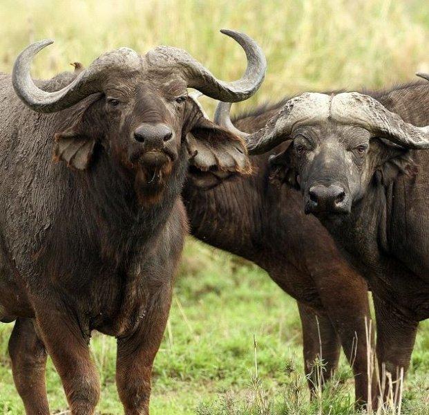 National Geographic'in ilk Türk fotoğrafçısı Dr. Çağan Şekercioğlu oldu 