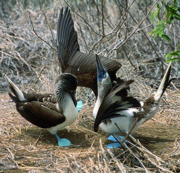 National Geographic'in ilk Türk fotoğrafçısı Dr. Çağan Şekercioğlu oldu 