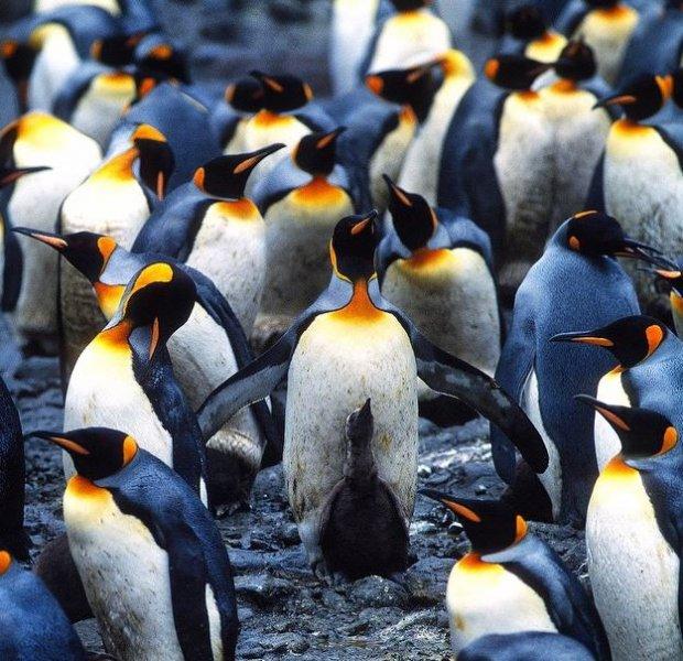 National Geographic'in ilk Türk fotoğrafçısı Dr. Çağan Şekercioğlu oldu 