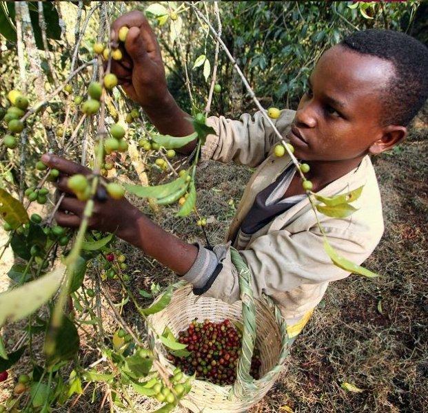 National Geographic'in ilk Türk fotoğrafçısı Dr. Çağan Şekercioğlu oldu 