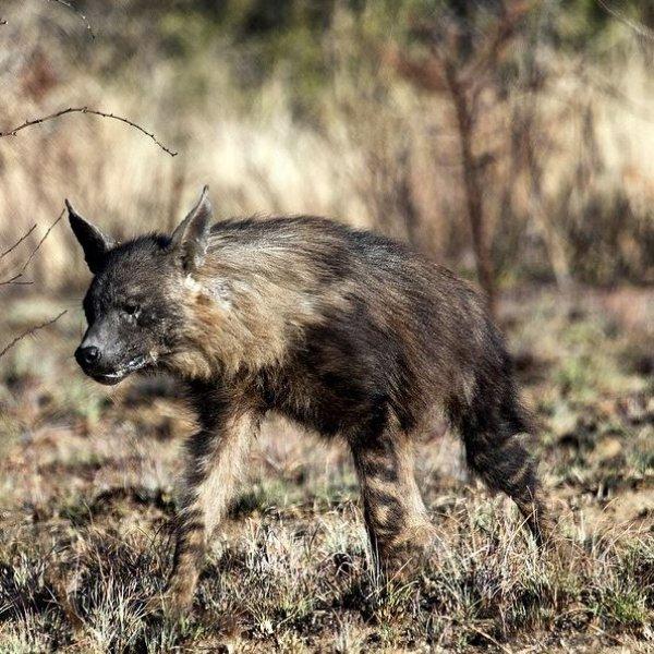 National Geographic'in ilk Türk fotoğrafçısı Dr. Çağan Şekercioğlu oldu 