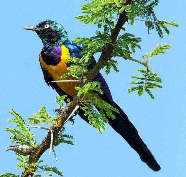 National Geographic'in ilk Türk fotoğrafçısı Dr. Çağan Şekercioğlu oldu 