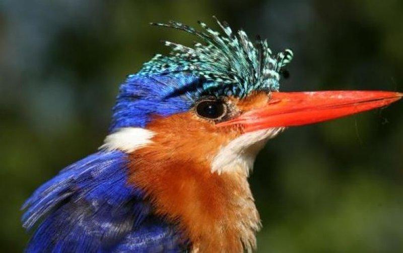 National Geographic'in ilk Türk fotoğrafçısı Dr. Çağan Şekercioğlu oldu 