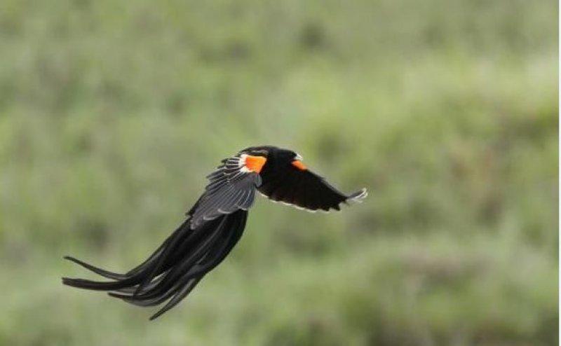 National Geographic'in ilk Türk fotoğrafçısı Dr. Çağan Şekercioğlu oldu 