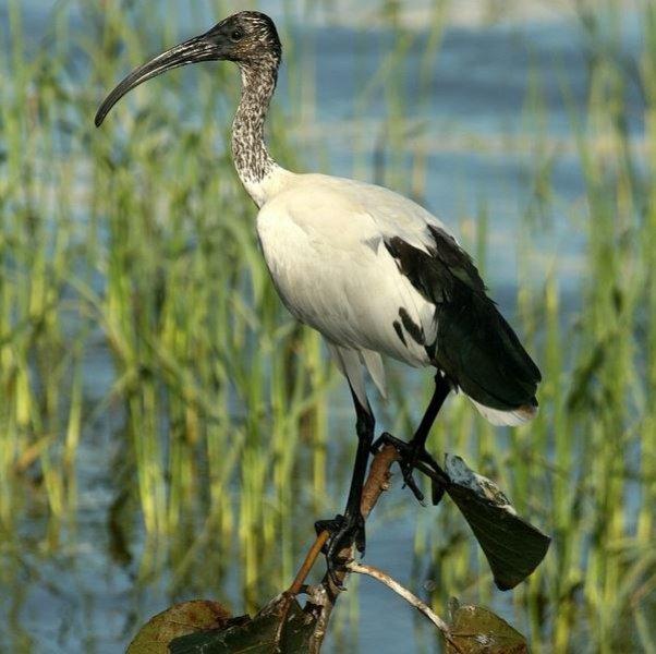 National Geographic'in ilk Türk fotoğrafçısı Dr. Çağan Şekercioğlu oldu 