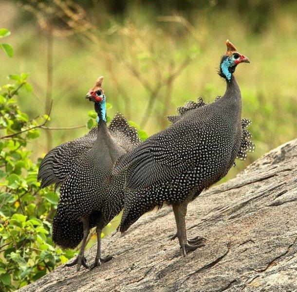 National Geographic'in ilk Türk fotoğrafçısı Dr. Çağan Şekercioğlu oldu 