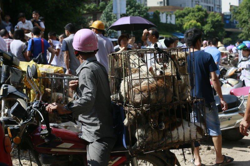 Çin'de köpek yeme festivali yapıldı
