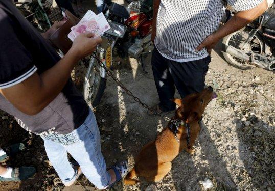 Çin'de köpek yeme festivali yapıldı