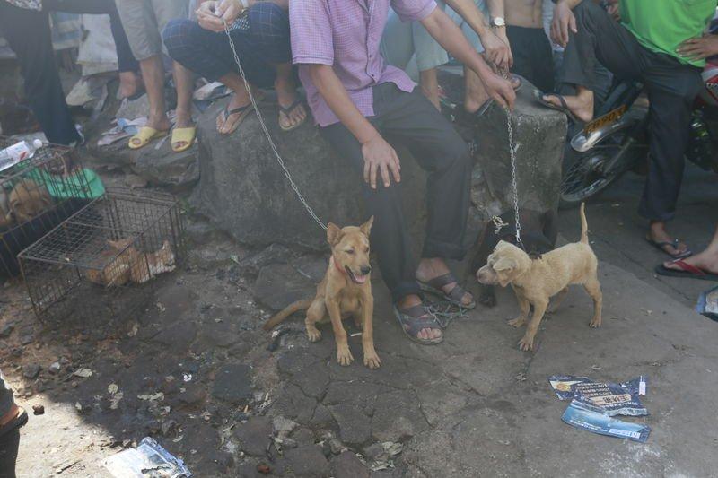 Çin'de köpek yeme festivali yapıldı
