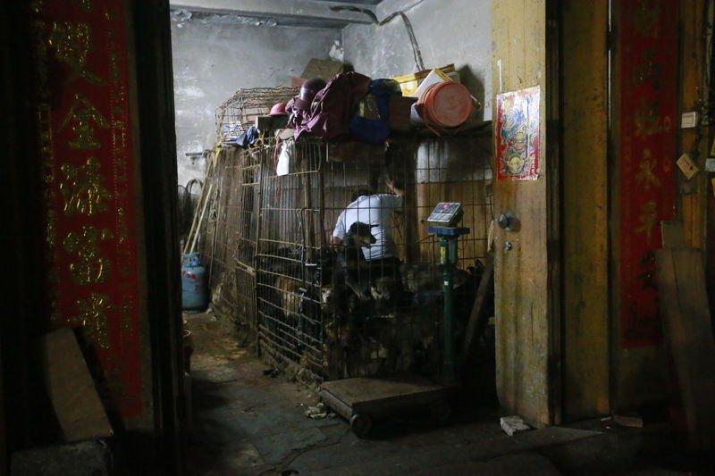 Çin'de köpek yeme festivali yapıldı