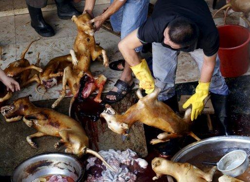 Çin'de köpek yeme festivali yapıldı