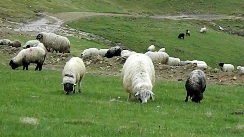 Her ilin kendine has simgeleri var 