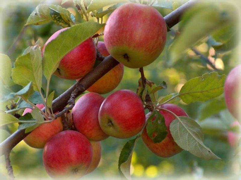 Her ilin kendine has simgeleri var 