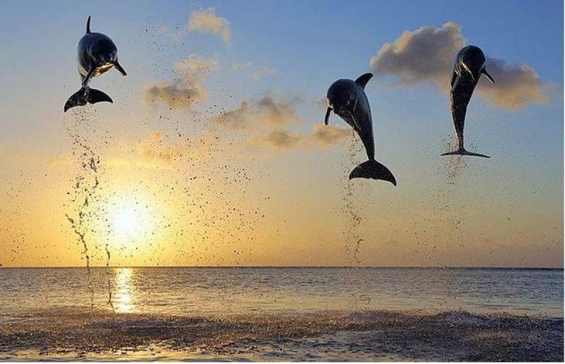 Dünyanın farklı yerlerinden fotoğraflar