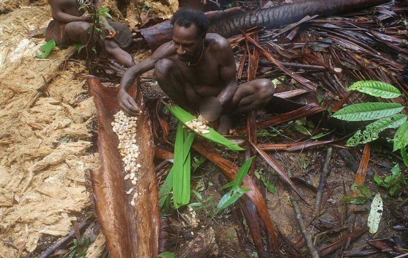 Dünyanın en son yaşayan yamyam kabilesi Korowailer