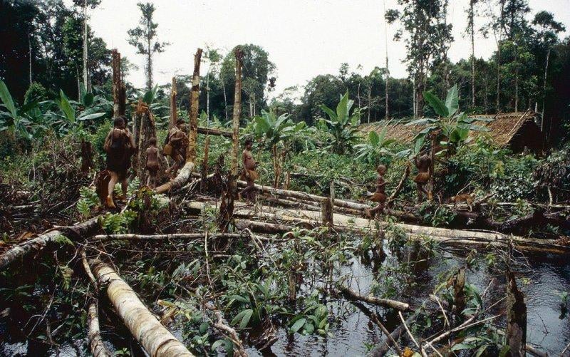 Dünyanın en son yaşayan yamyam kabilesi Korowailer