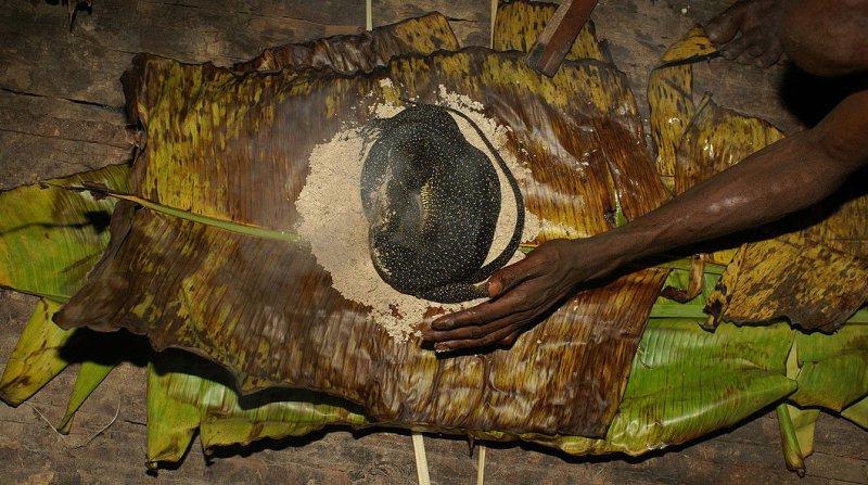 Dünyanın en son yaşayan yamyam kabilesi Korowailer