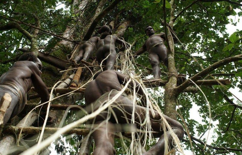 Dünyanın en son yaşayan yamyam kabilesi Korowailer