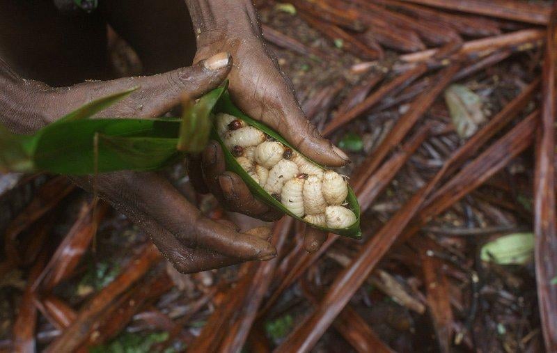 Dünyanın en son yaşayan yamyam kabilesi Korowailer