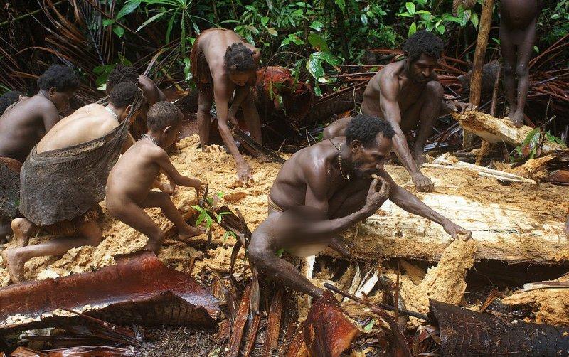 Dünyanın en son yaşayan yamyam kabilesi Korowailer