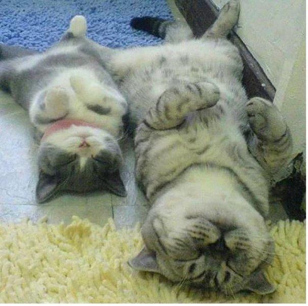 Annesini taklit eden yavru kediler