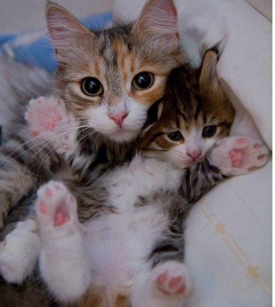 Annesini taklit eden yavru kediler