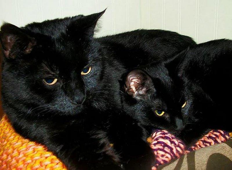 Annesini taklit eden yavru kediler