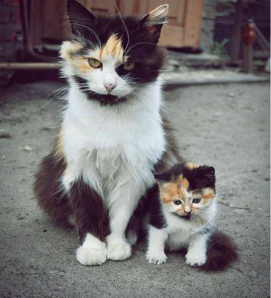 Annesini taklit eden yavru kediler