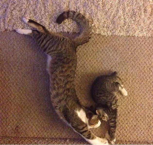 Annesini taklit eden yavru kediler